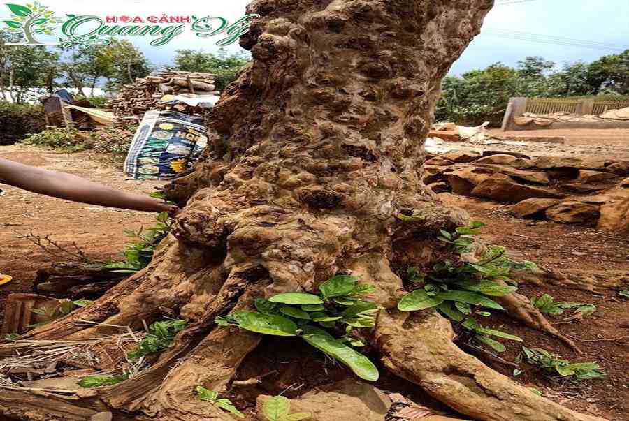 Cách trồng và tạo dáng cây Ổi bonsai, mới bứng, Ổi Cảnh đẹp nhất - Chuyên Trang Chia Sẻ Kiến Thức Thời Trang Mới Nhất