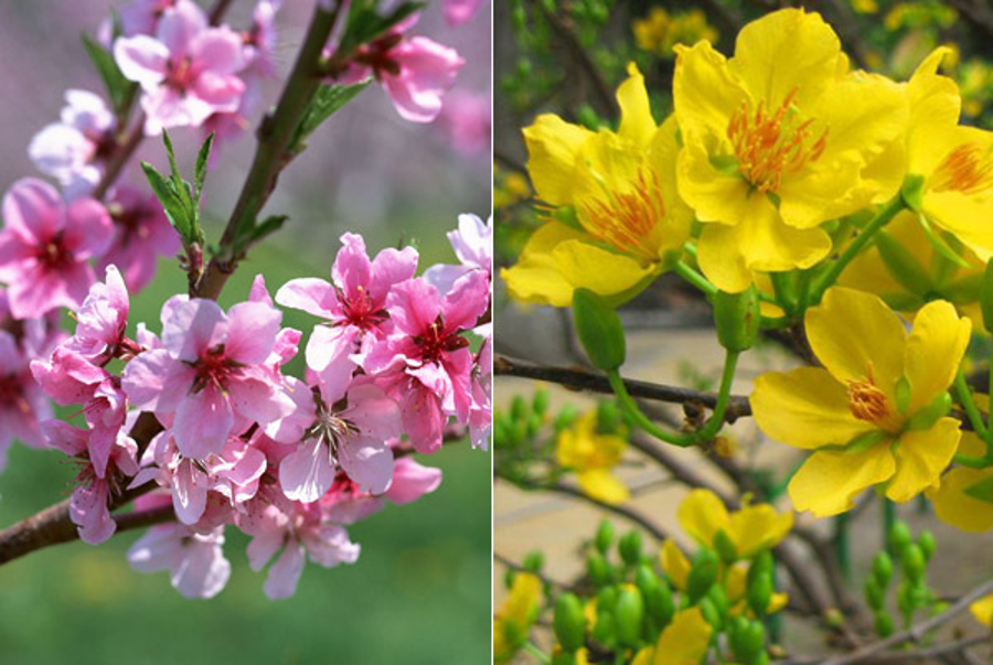 Thuyết minh về loài hoa ngày tết hay nhất - Chuyên Trang Chia Sẻ Kiến Thức Thời Trang Mới Nhất